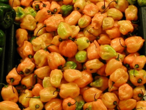 Habanero Peppers